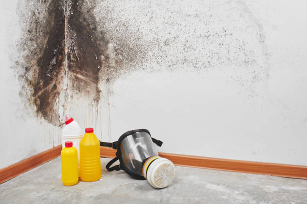 Attic Mold Removal in Penndel, PA
