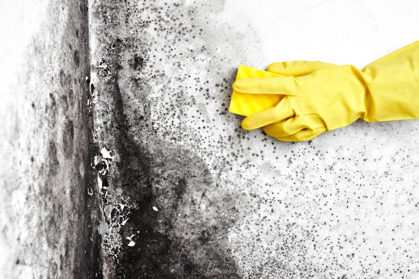 Best Attic Mold Removal  in Penndel, PA