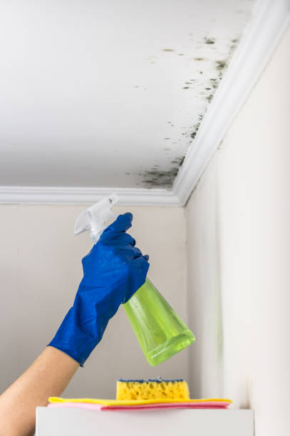 Best Fast Mold Removal  in Penndel, PA